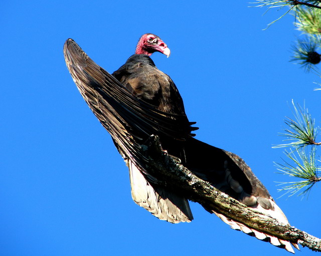 Turkey Vultures